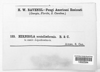Hirneola scutelliformis image